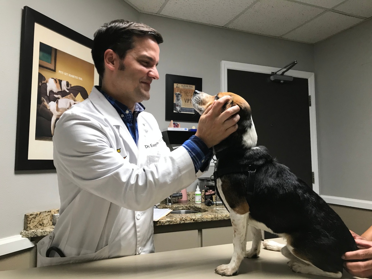 One Beagle’s Battle with Degenerative Disk Disease